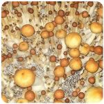 Псилоцибиновые (галлюциногенные)  грибы Psilocybin "Golden Teacher" в Красавино