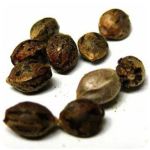 Семена марихуаны АК-47  (Seeds AK-47) в Красавино